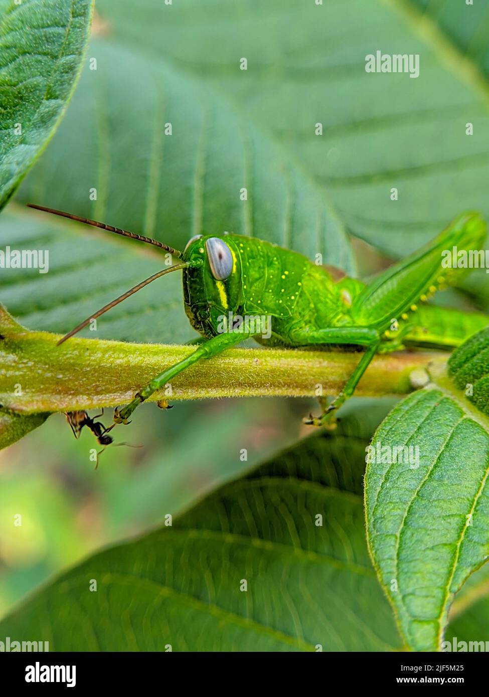close up photo ar macro photo of green grasshopper on leaf Stock Photo