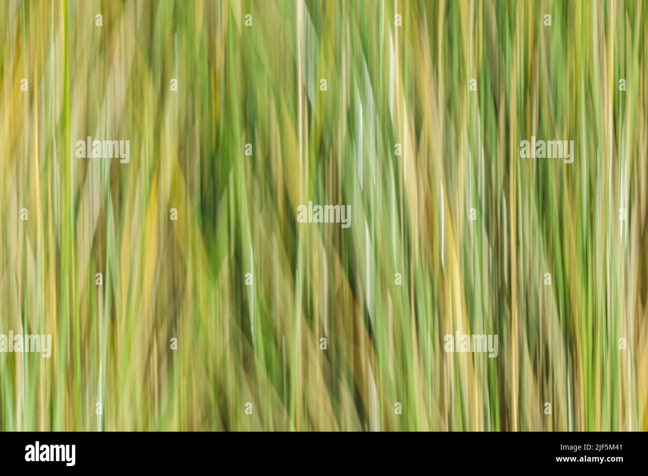 Abstract patterns of nature in wetland vegetation green reeds close-up. Stock Photo