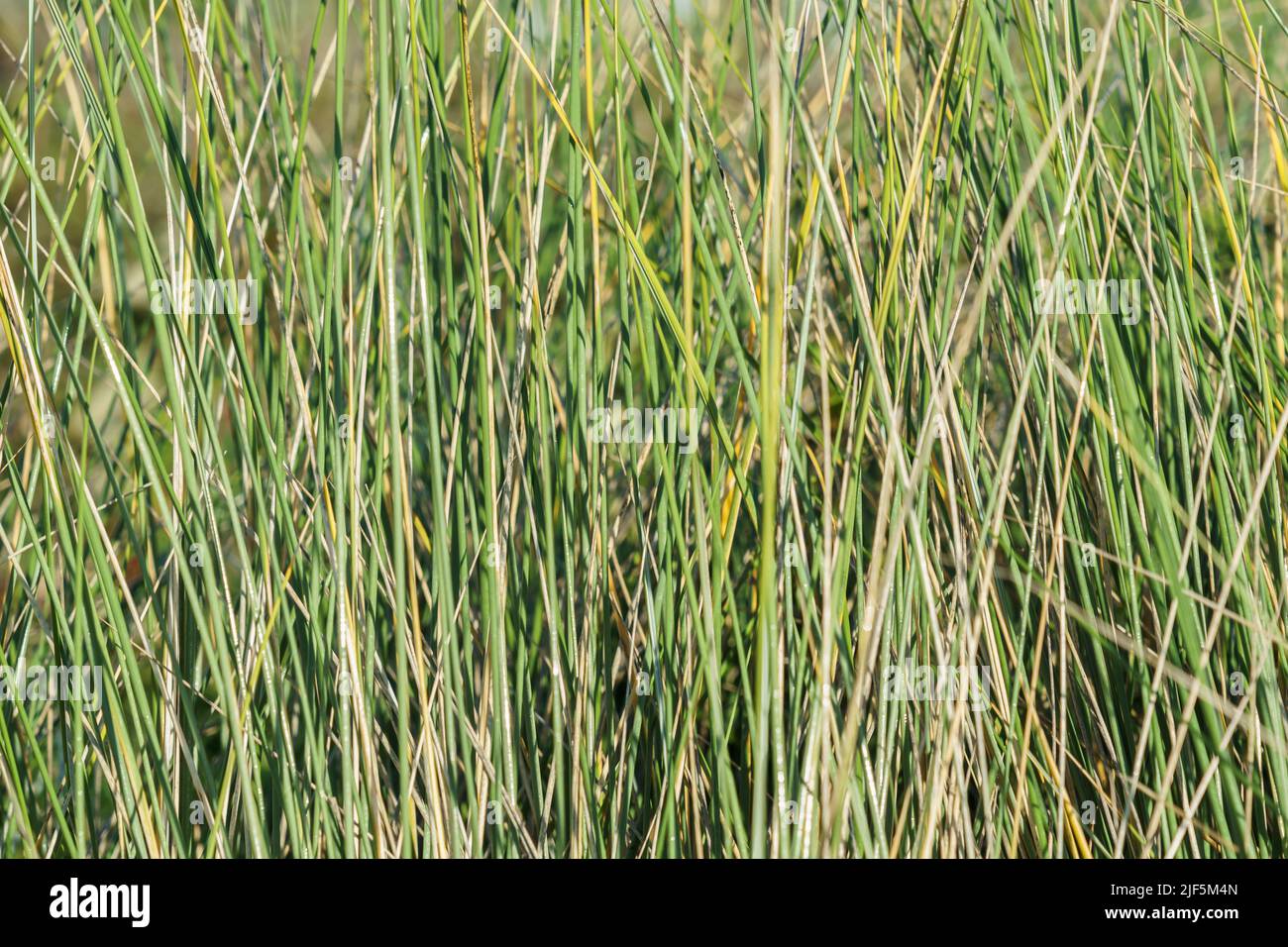 Wetland vegetation green reeds close-up. Stock Photo