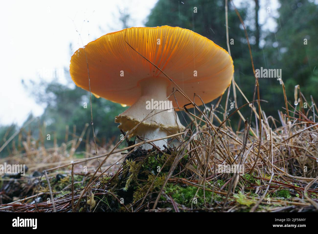Wild mushroom on rainforest floor in South Island, New Zealand. Stock Photo