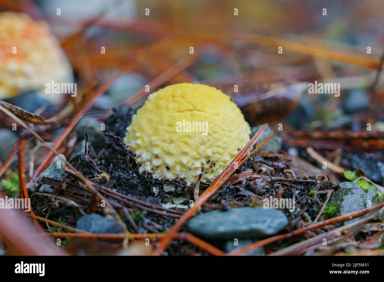 Yellow Amanita flavoconia on forest floor. Stock Photo