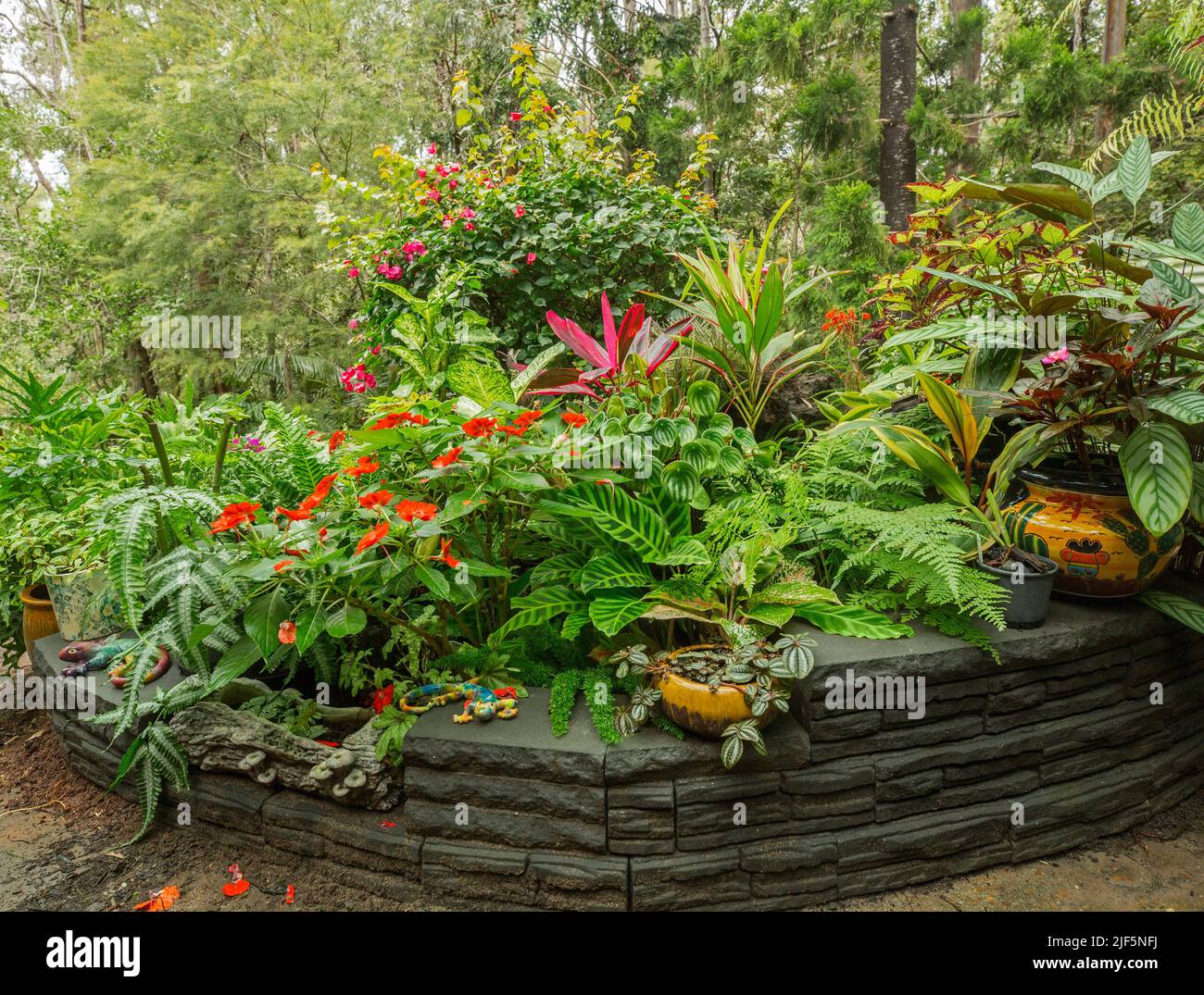 Colourful garden with mass of lush ferns, fooliage and flowering plants all growing in containers that are concealed by decorative low wall, Australia Stock Photo