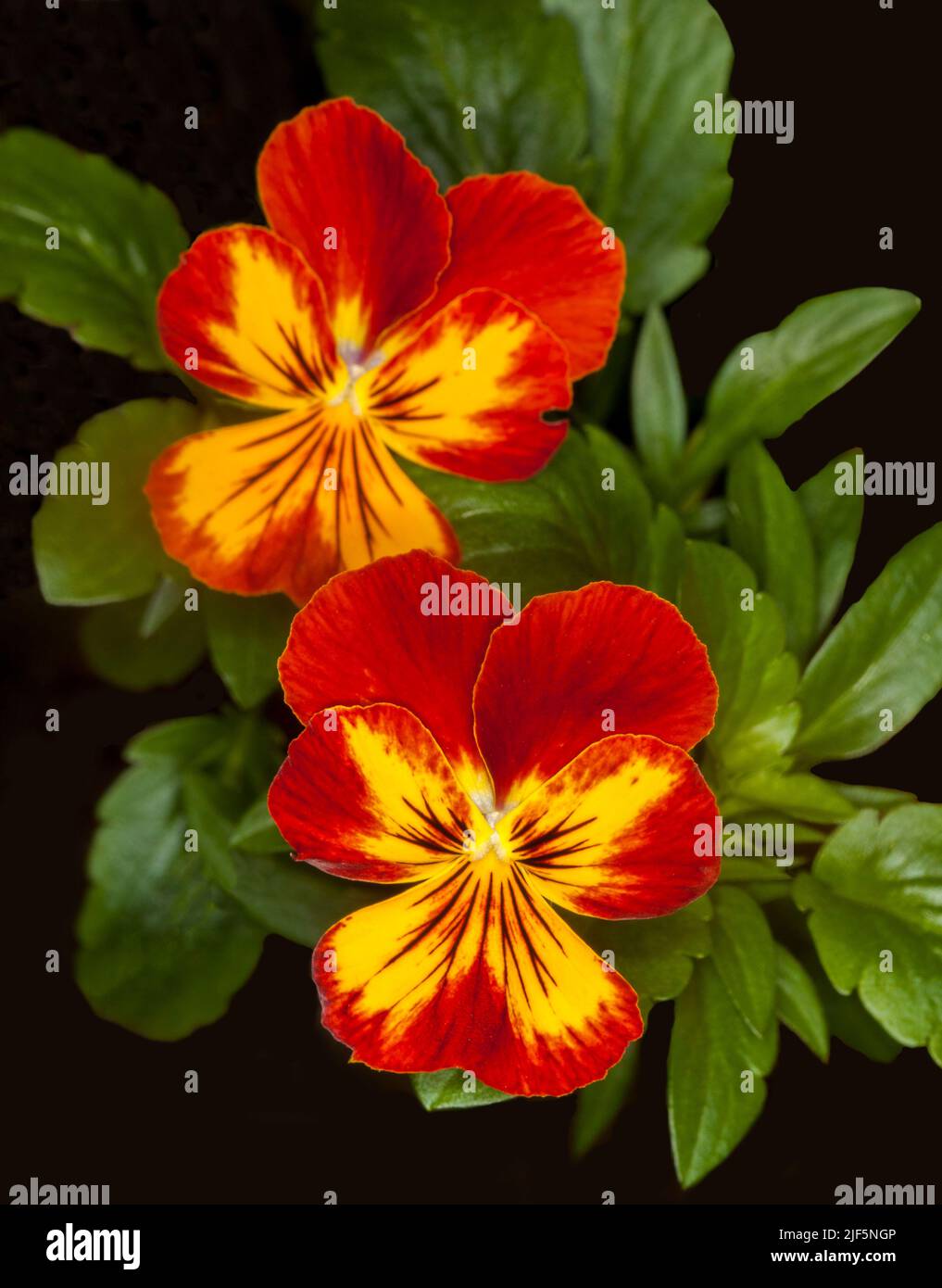 Two spectacular bright red and yellow Pansy flowers and green leaves on dark background in Australia Stock Photo