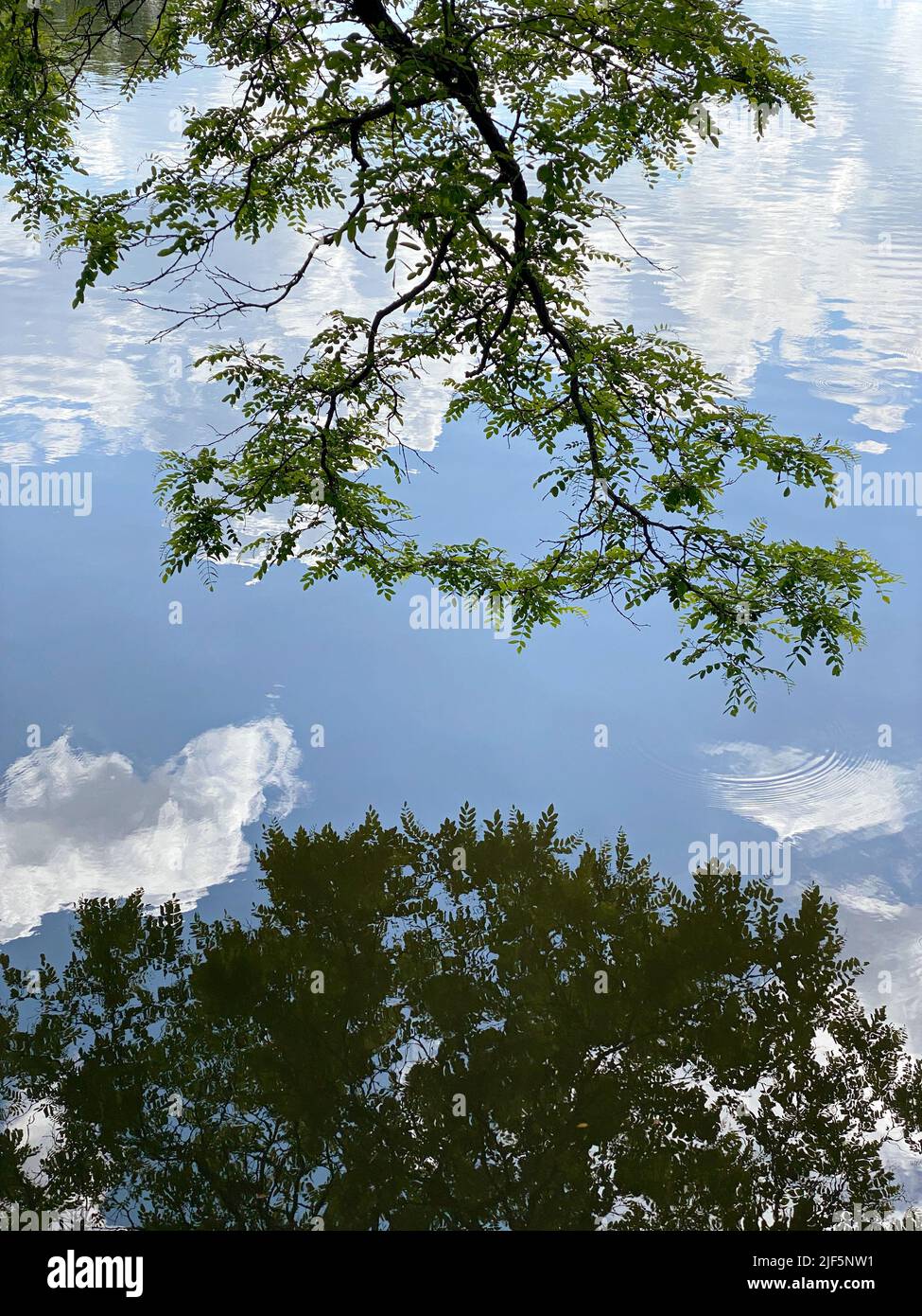 hanging tree branches are reflected on rippled water surface Stock Photo