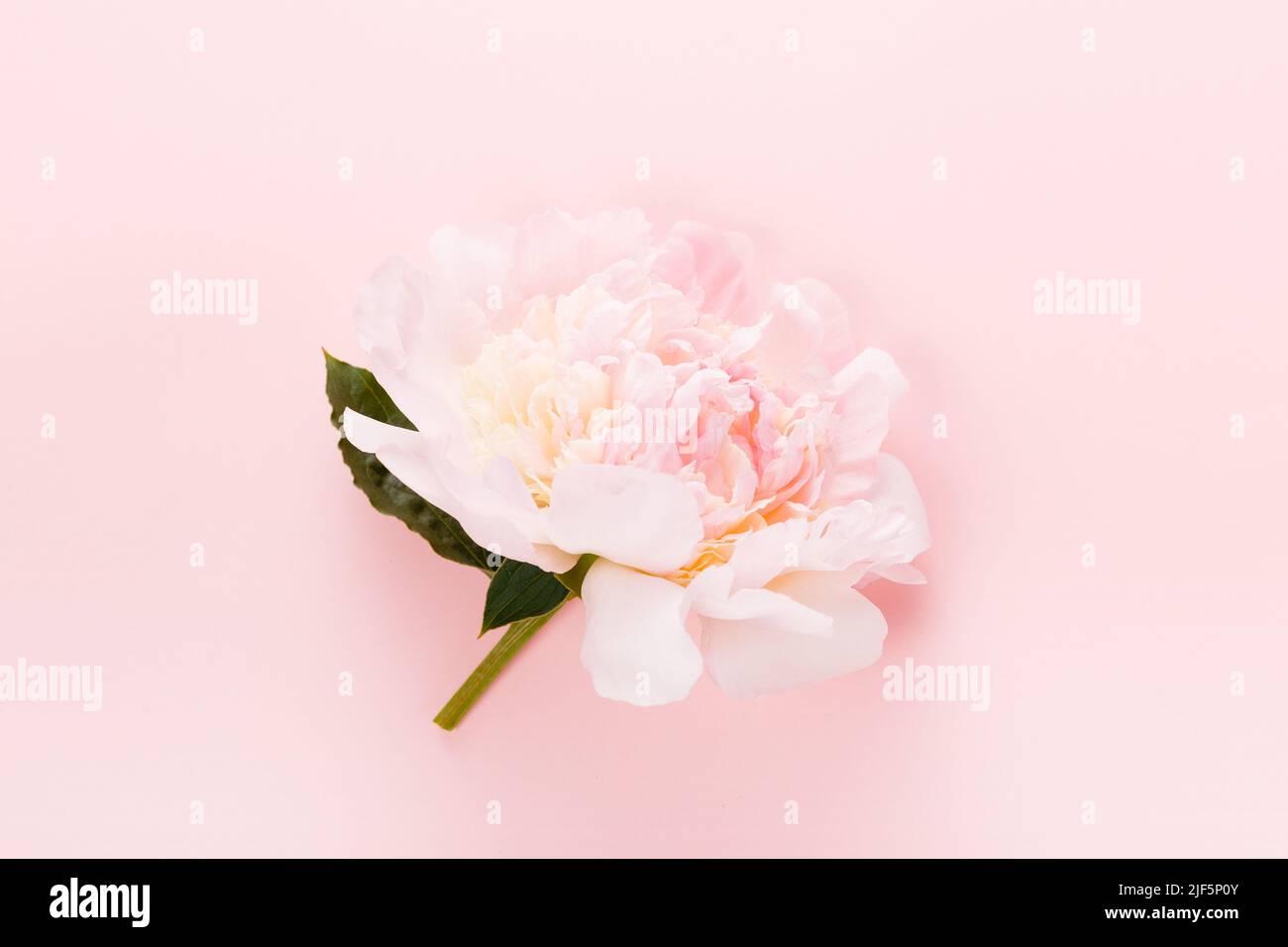 Romantic peony on a pink pastel background Stock Photo