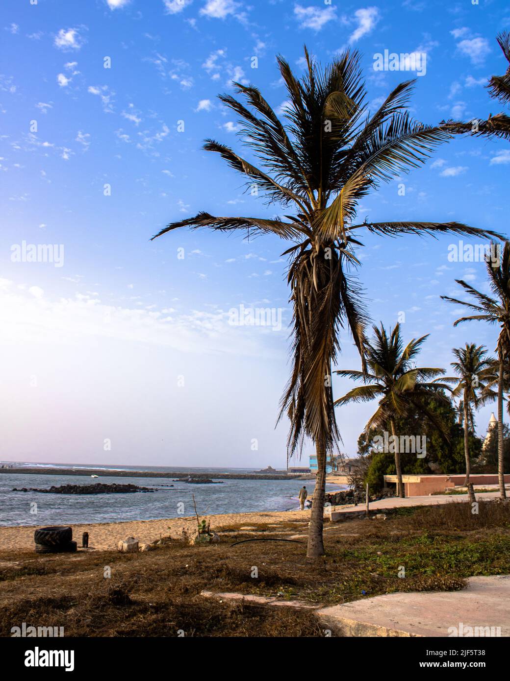 A beautiful view of palm trees on a beach under the clear blue sky ...