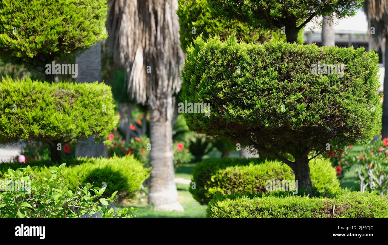 Trimmed evergreen thuja bushes in garden and green lawn in park Stock Photo