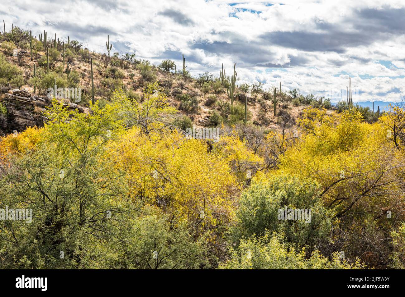 Trees showing their Fall colors around Sabino Creek in Sabino Canyon Recreation Area in December