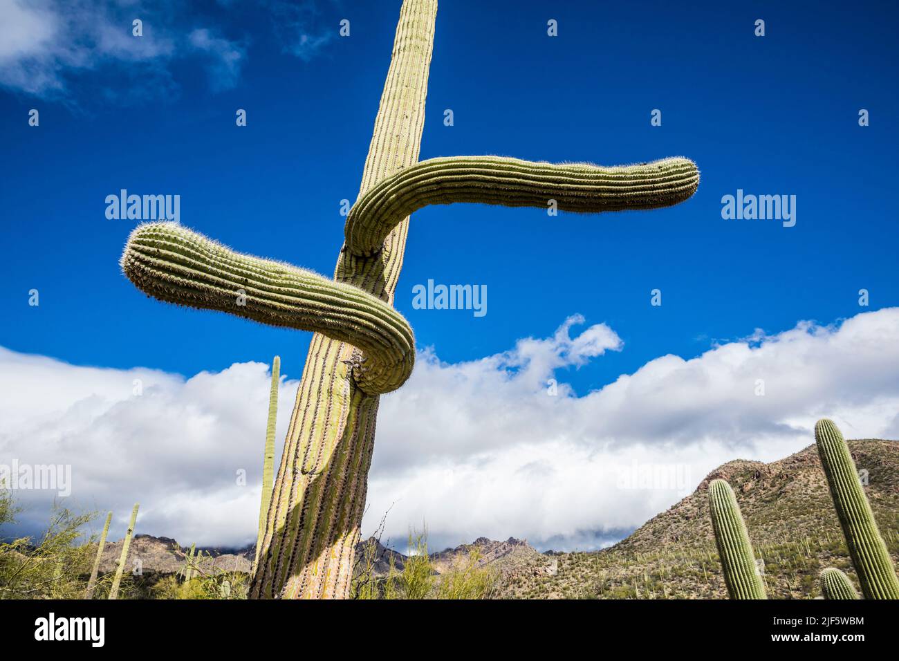 A Saguaro cactus with arms going in opposite odd directions, Sabino ...