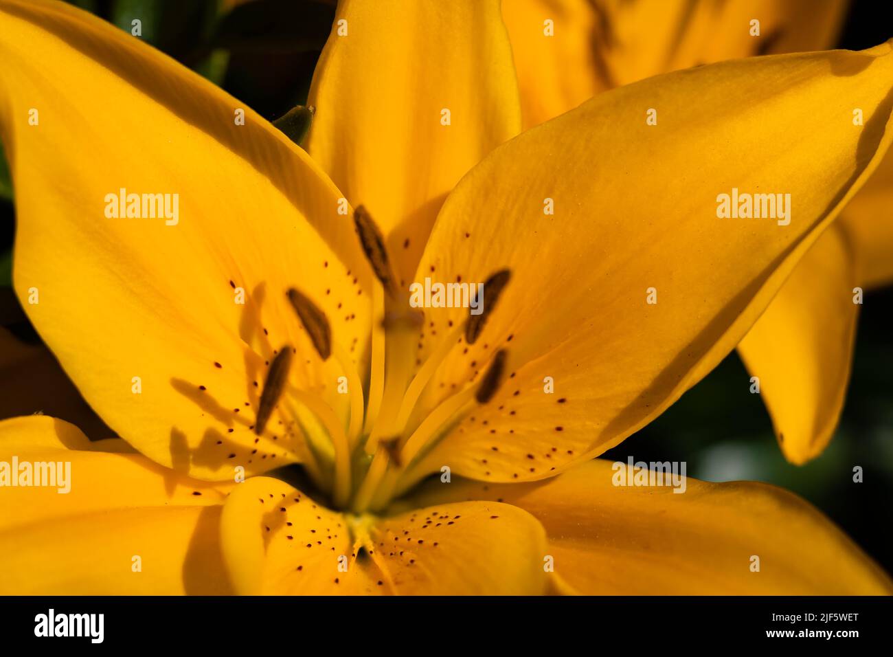 Yellow lilies. The flower of a yellow lily growing in a summer garden. Yellow asiatic hybrid lilies. Gardening concept, nobody, blurred, selective foc Stock Photo