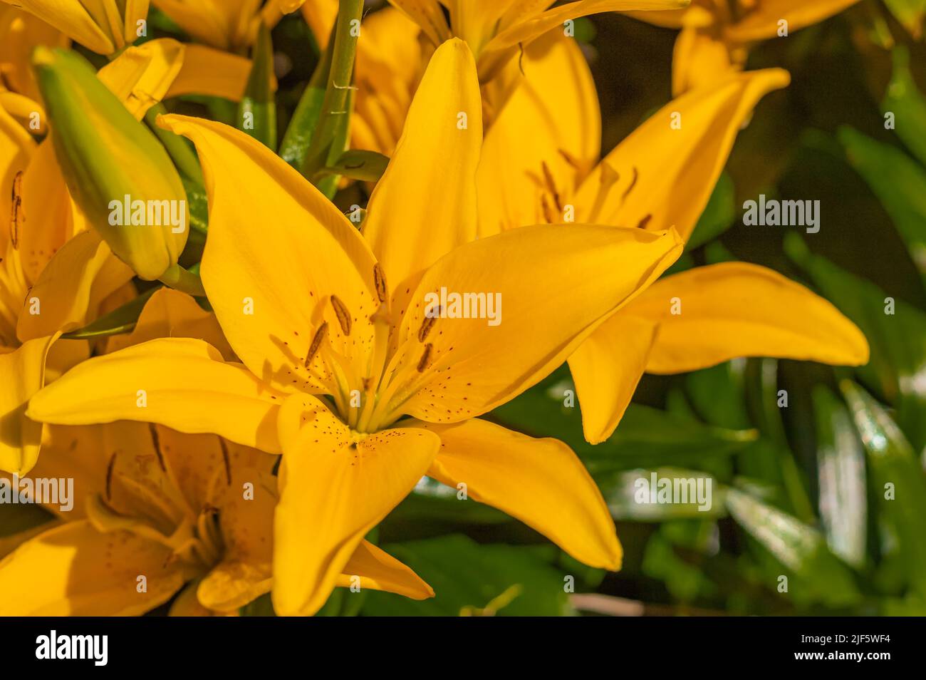 Asiatic lilies garden hires stock photography and images Alamy