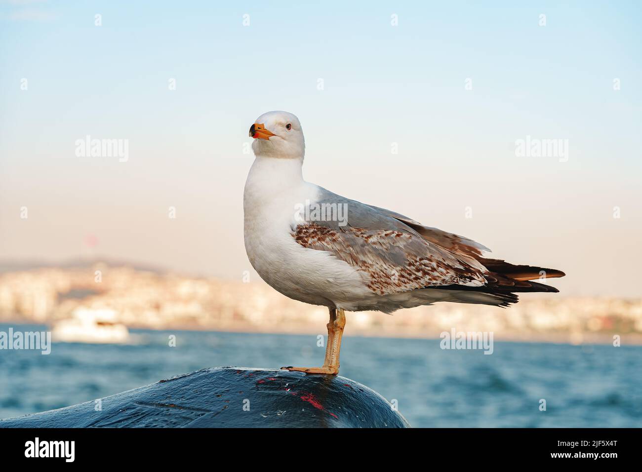 Seagull bird standing on the seashore rock in Istanbul. Stock Photo