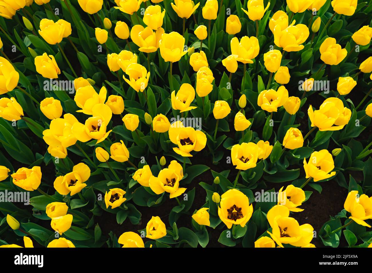 Blossoming yellow tulips field, flowers for background Stock Photo