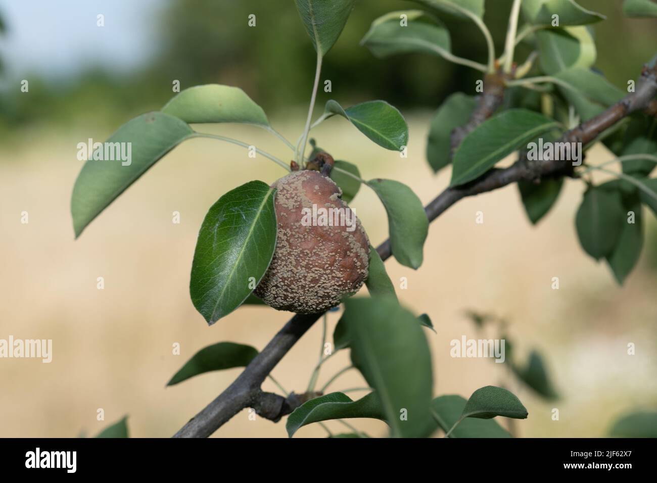 Rotten pear on branch of the fruit tree, Monilia laxa (Monilinia laxa) infestation, plant disease Stock Photo