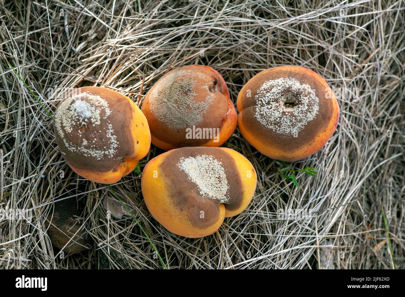 Group of infected and rotten apricots fall to the ground, Monilia laxa