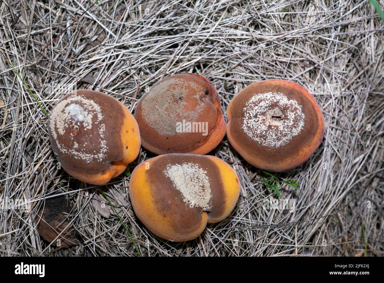Group of infected and rotten apricots fall to the ground, Monilia laxa (Monilinia laxa) infectation, plant disease Stock Photo