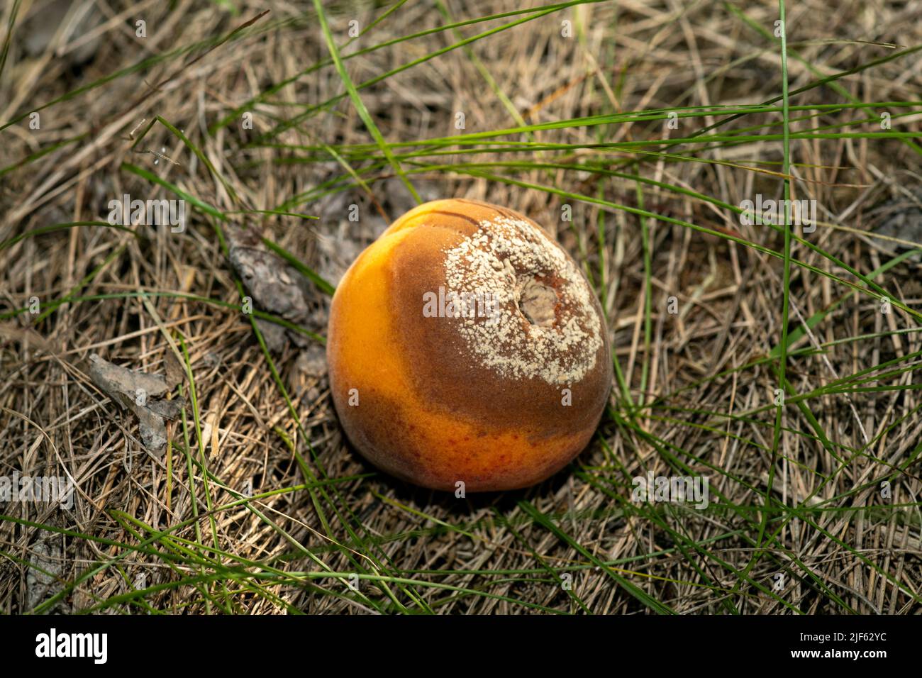Rotten apricots fall to the ground, Monilia laxa (Monilinia laxa) infestation, plant disease Stock Photo