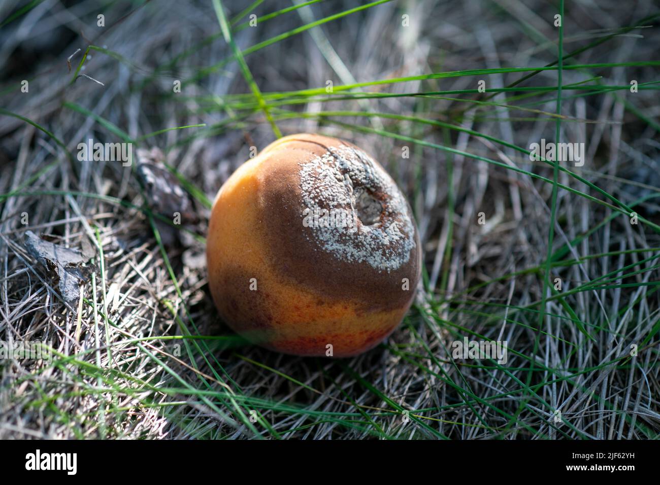 Rotten apricots fall to the ground, Monilia laxa (Monilinia laxa) infestation, plant disease Stock Photo