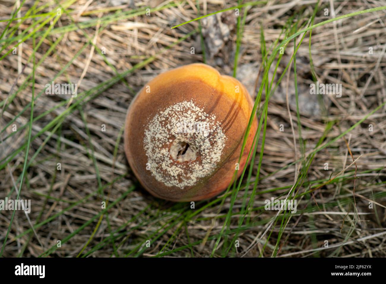 Rotten apricots fall to the ground, Monilia laxa (Monilinia laxa) infestation, plant disease Stock Photo
