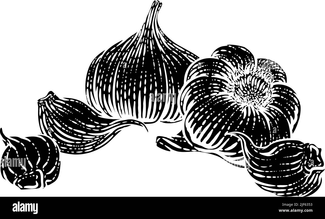 Garlic Vegetable Vintage Woodcut Illustration Stock Vector