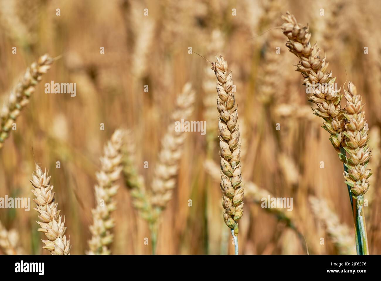 View of a cereal field with detail of wheat or rye ears and blurred background with space for text Stock Photo