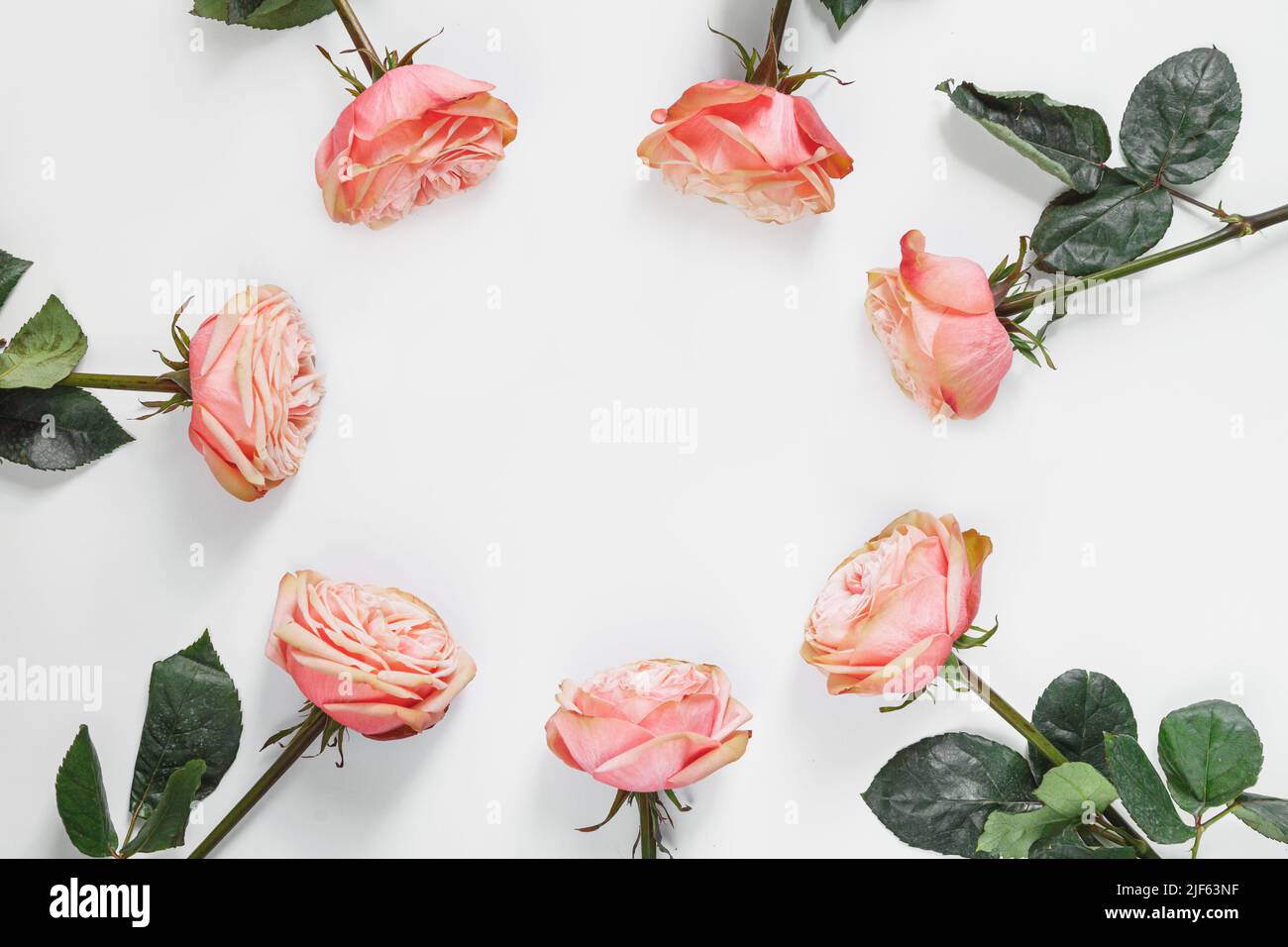 Floral pattern, frame made of beautiful pink peony roses on white ...