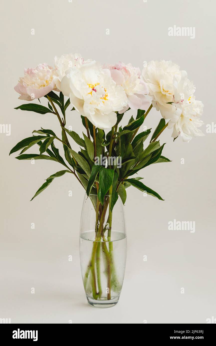 Bouquet of white peonies in glass vase on white background, cut flowers, decor, gift Stock Photo