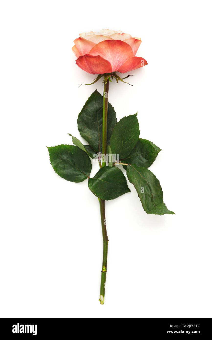 Red rose flower with long green stem isolated on white background Stock Photo