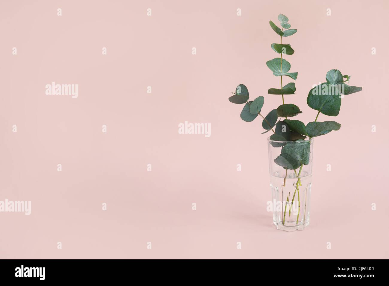 Natural eucalyptus plant twigs in glass vase on pink background. Home
