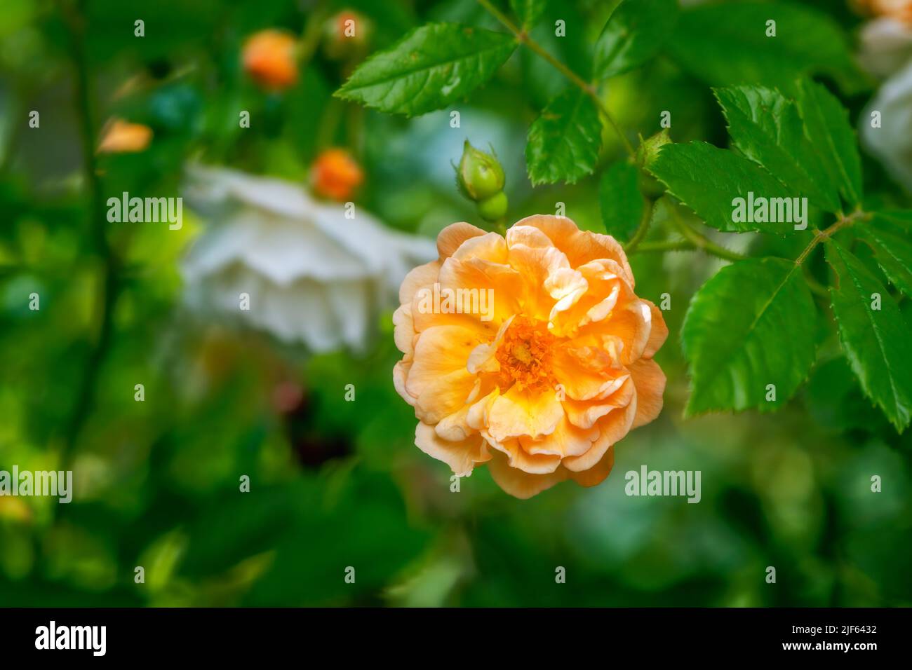 Rambler rose orange hi-res stock photography and images - Alamy