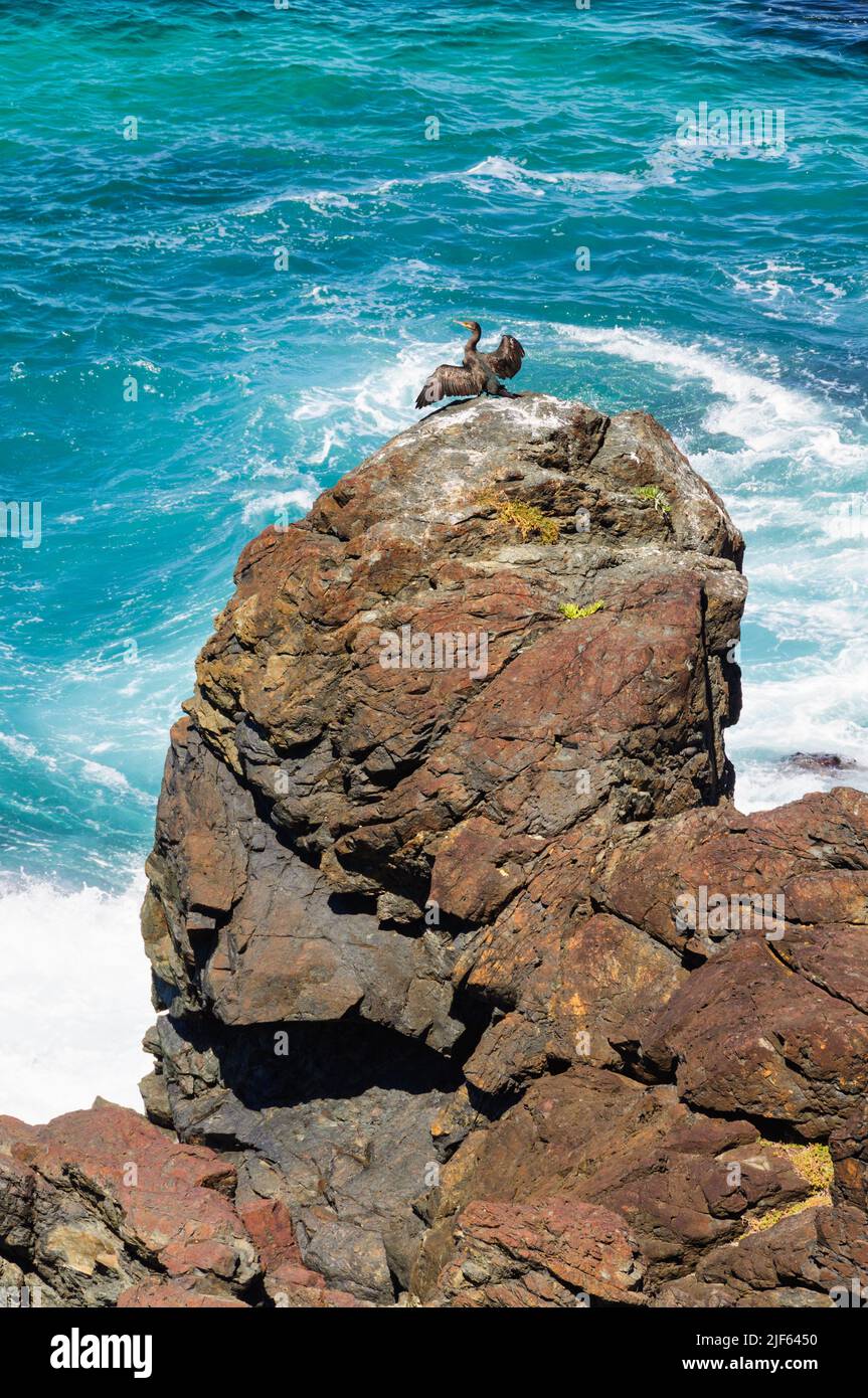 Cormorant drying its wings on a sunlit rock above the crushing waves - Port Macquarie, NSW, Australia Stock Photo