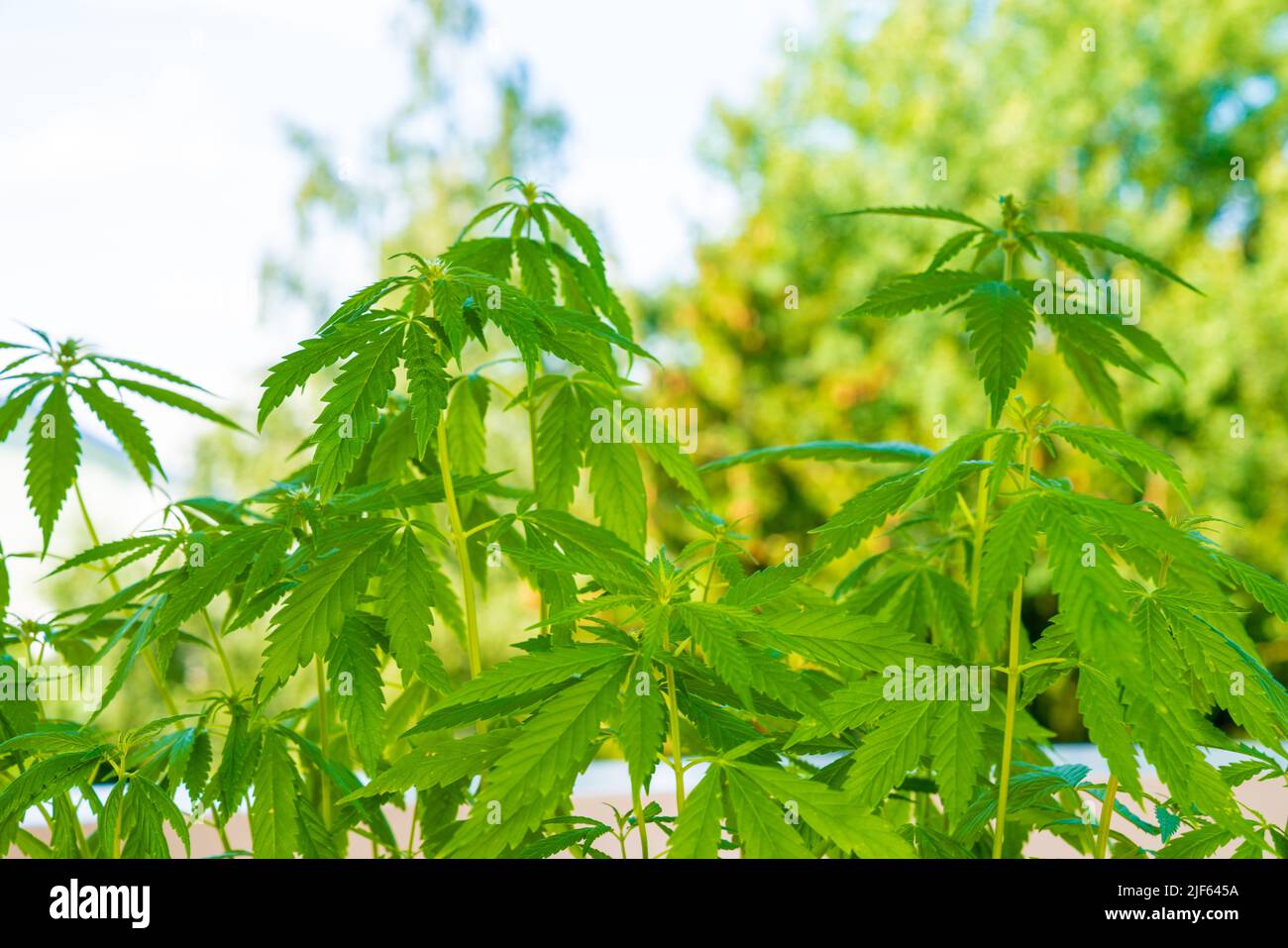 Medicinal hemp bushes in an industrial greenhouse. Commercial Growth Of Cannabis Stock Photo