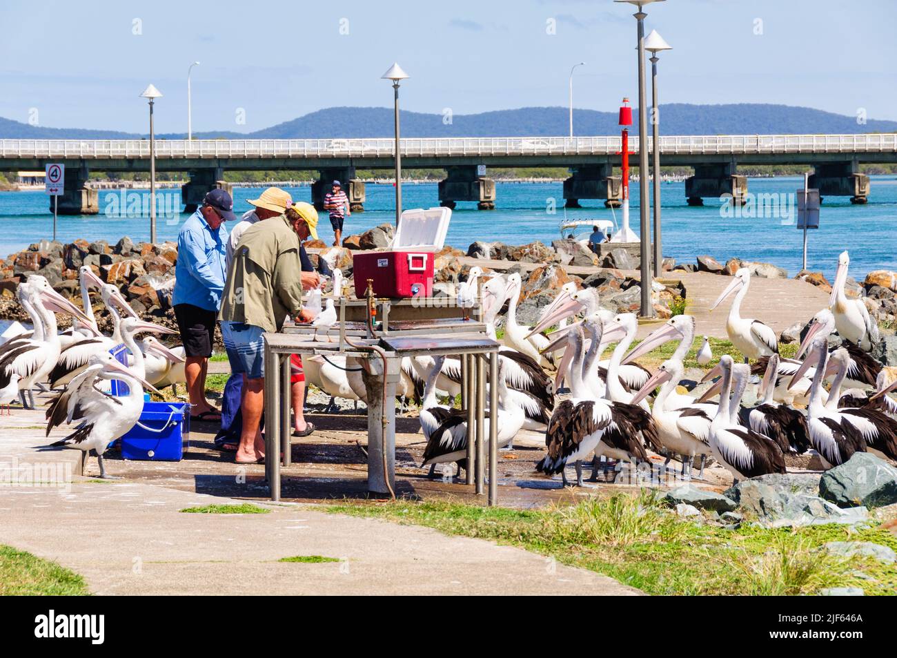 Hungry pelicans and seagulls wait for leftovers from fishermen cleaning fish - Forster, NSW, Australia Stock Photo