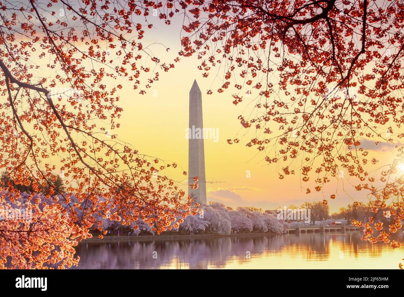 Washington Monument during the Cherry Blossom Festival. Washington, D.C