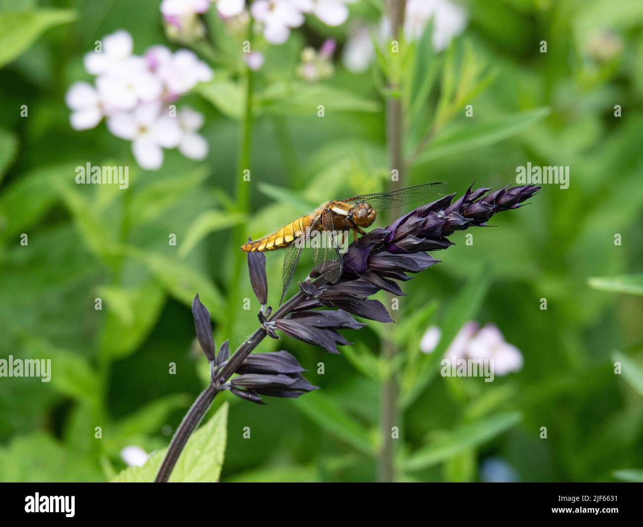 A gold and black striped broad chaser dragonfly (Libellula depressa) resting on a dark Salvia flower Stock Photo