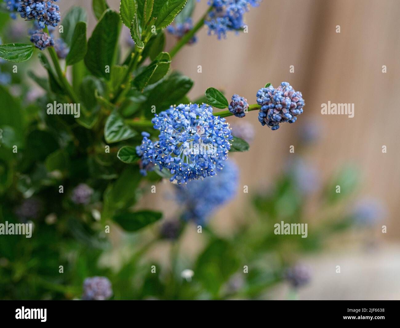 A close up of a sky blue flowers spike of Ceanothus impressus 'Victoria' Stock Photo