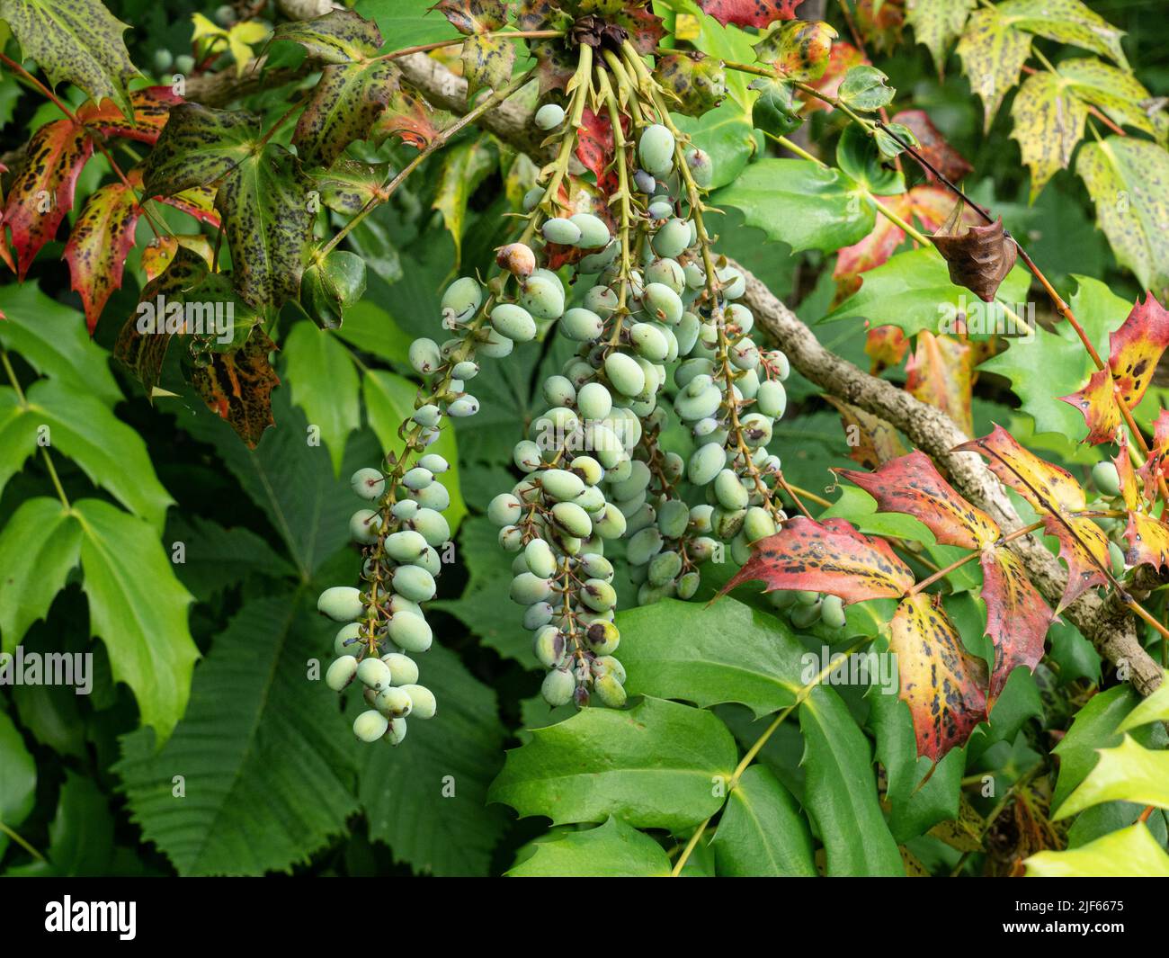 A close up of the green oval shaped berries of a Mahonia plant Stock Photo