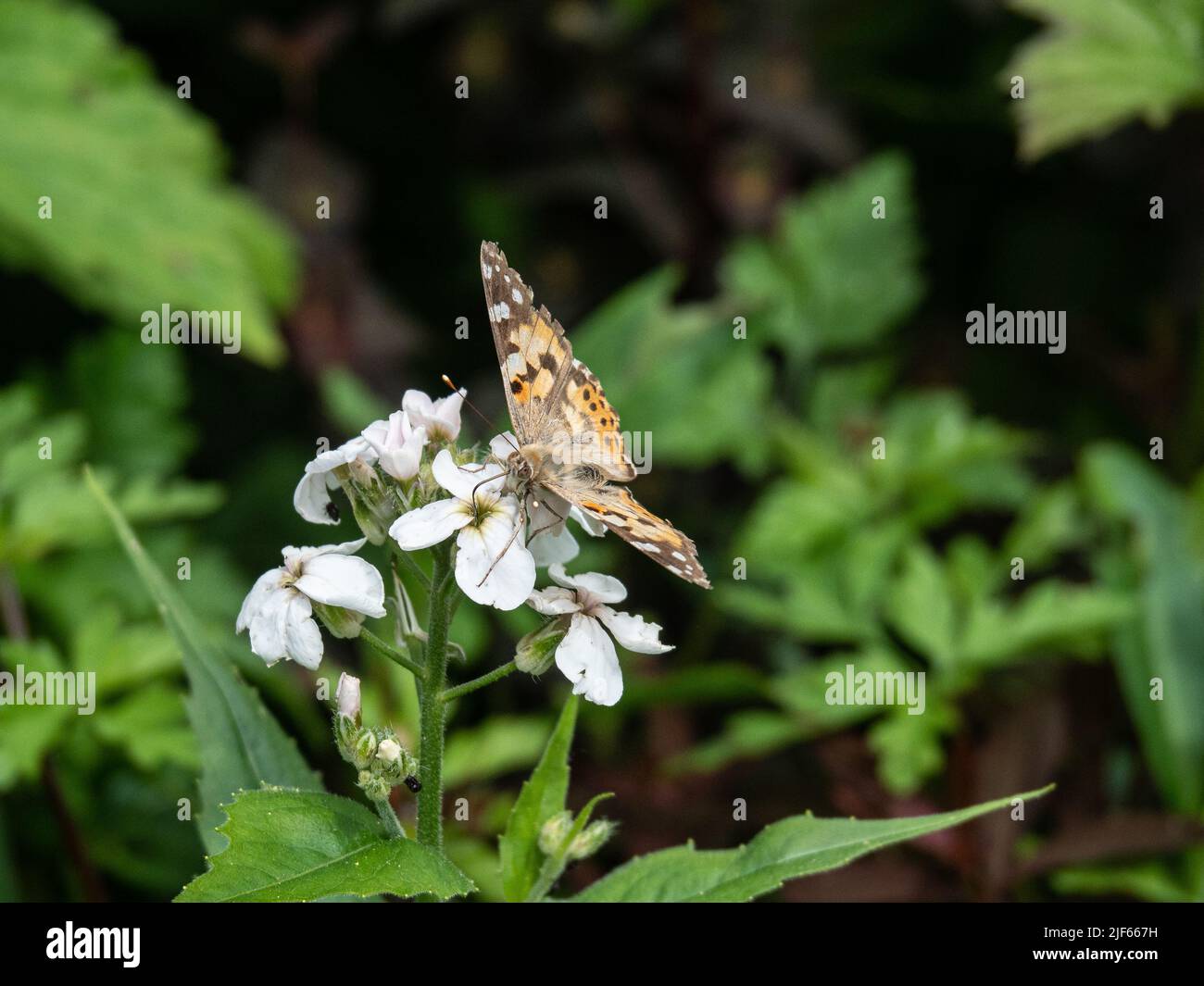 A painted lady (Vanessa cardui) buterfly feeding on a white Honesty flower Stock Photo