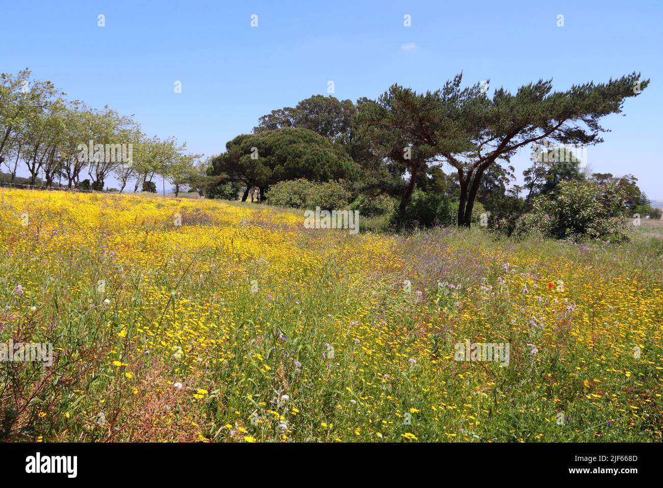 Beautiful spring wildflowers hi-res stock photography and images - Alamy
