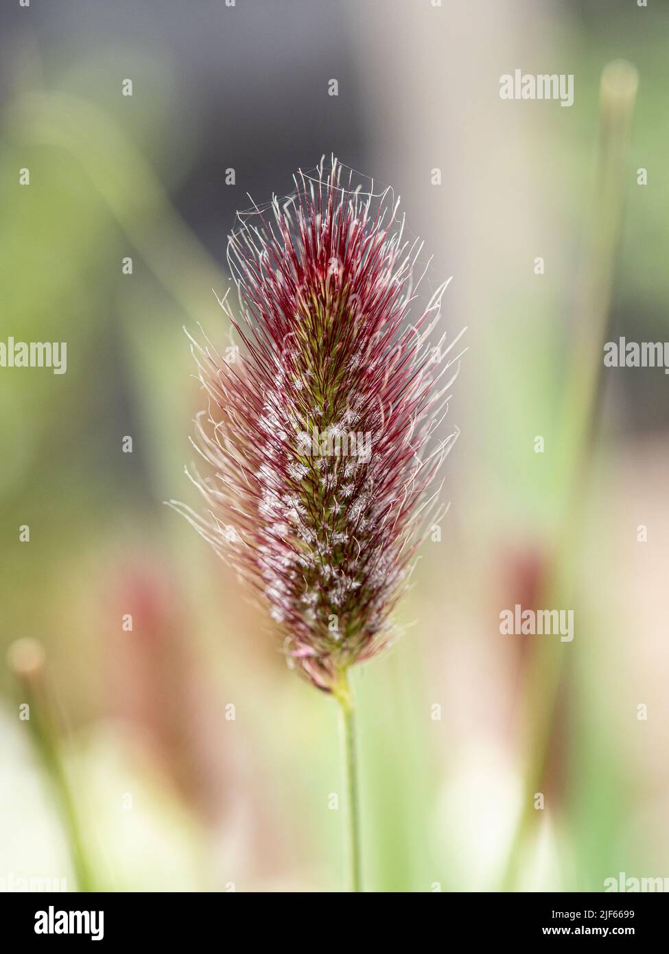 A close up of a single flower spike of Pennisetum thunbergii 'Red Buttons' showing the distinctive red tinging. Stock Photo
