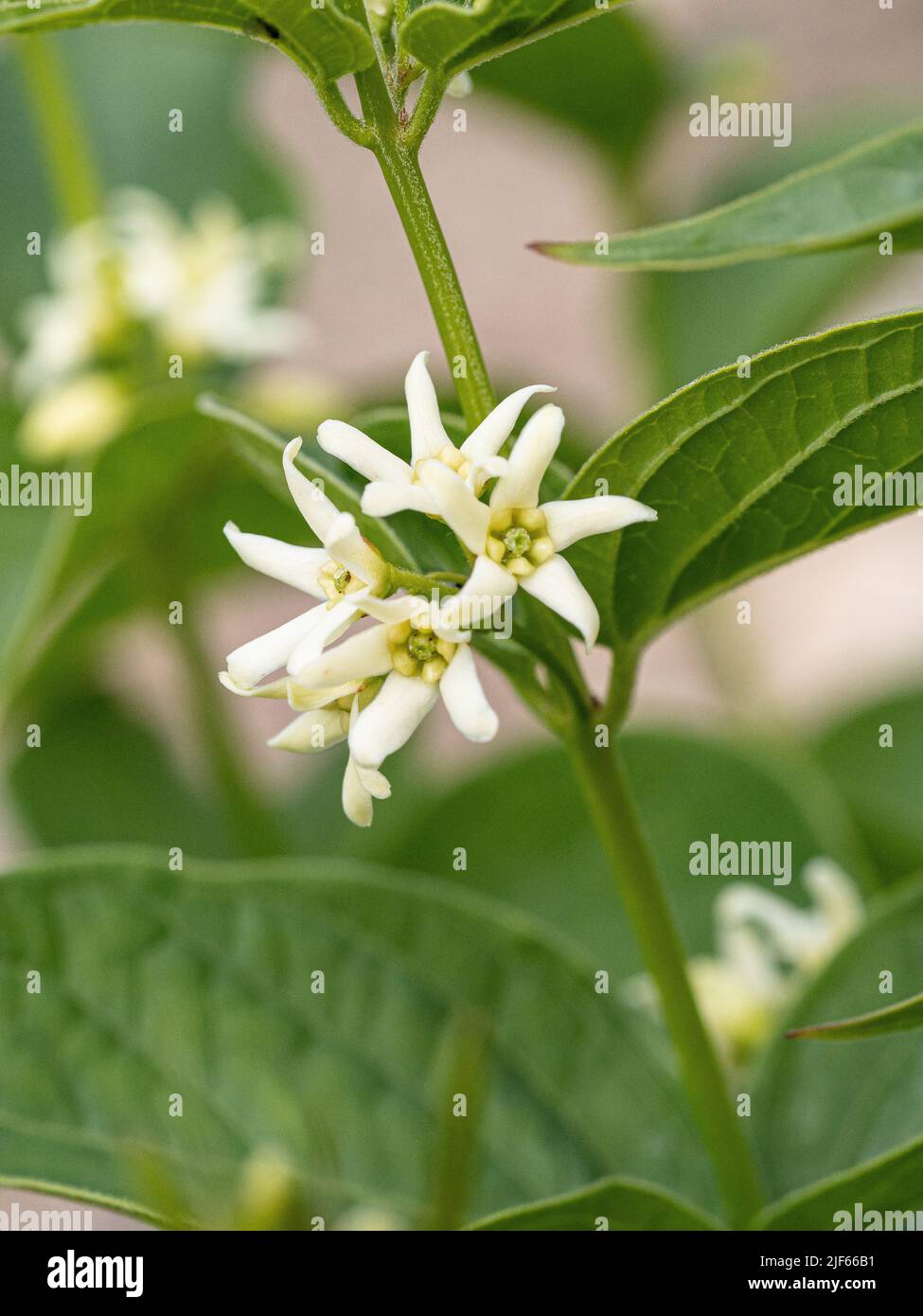 A close up of the delicate white starry flowers of Vincetoxicum hirundinaria Stock Photo
