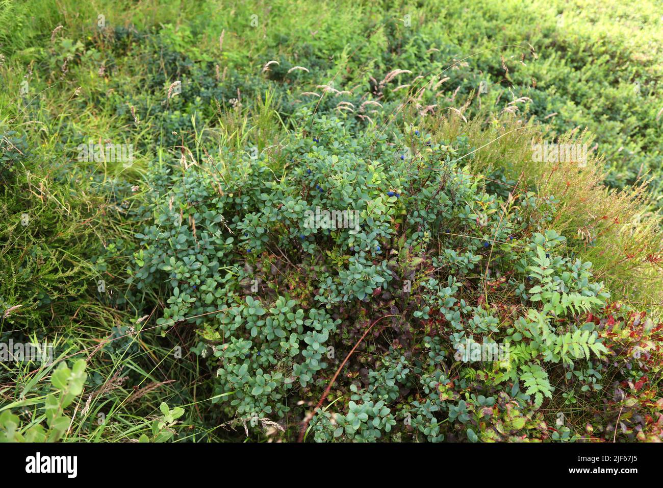 Summer forest berries in Norway. Bog bilberry or bog blueberry (Vaccinium uliginosum). Stock Photo