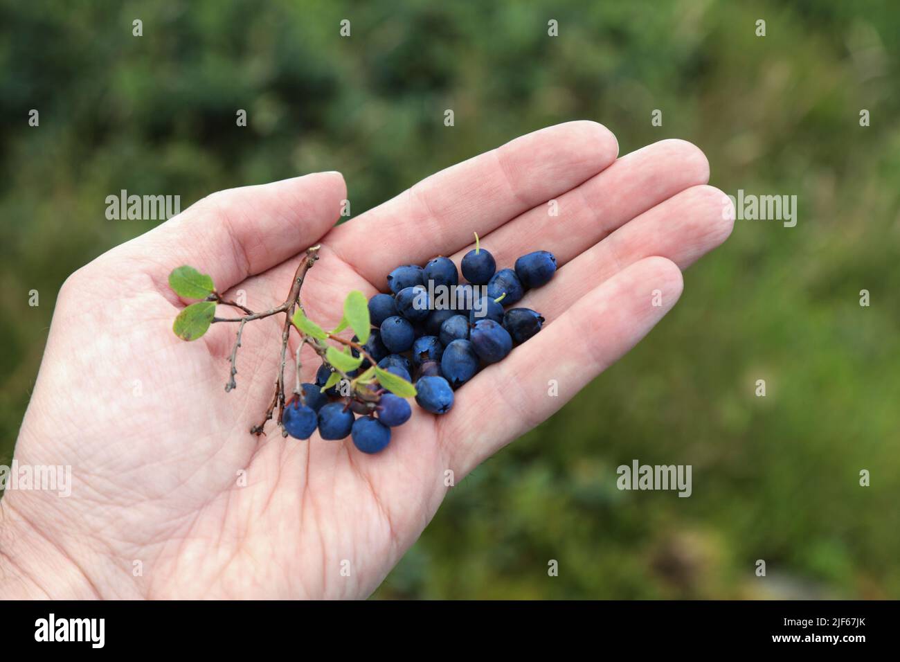 Summer forest berries in Norway. Handful of bog bilberry or bog blueberry (Vaccinium uliginosum). Stock Photo