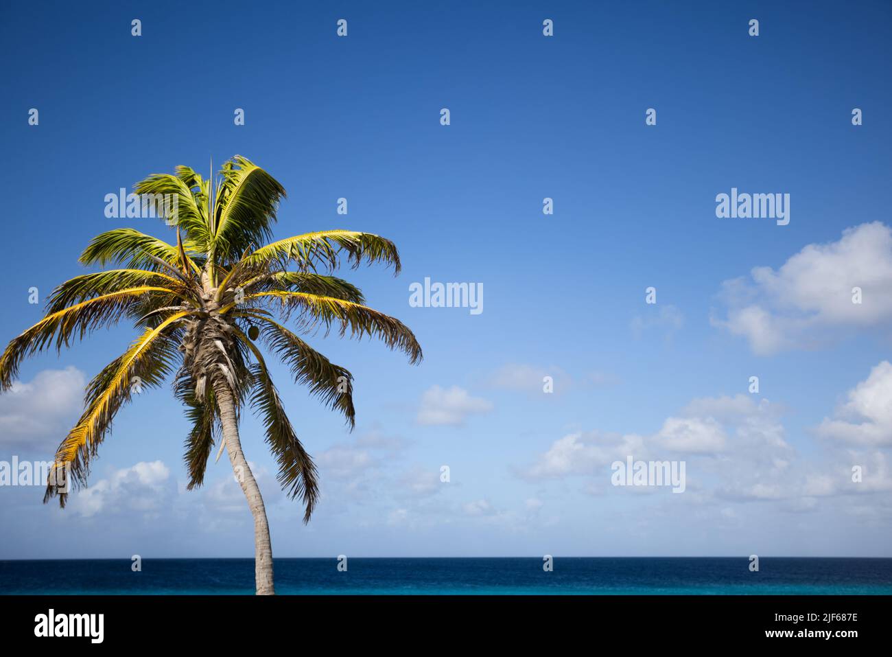 Palm tree on the blue sky and azure sea background Stock Photo - Alamy