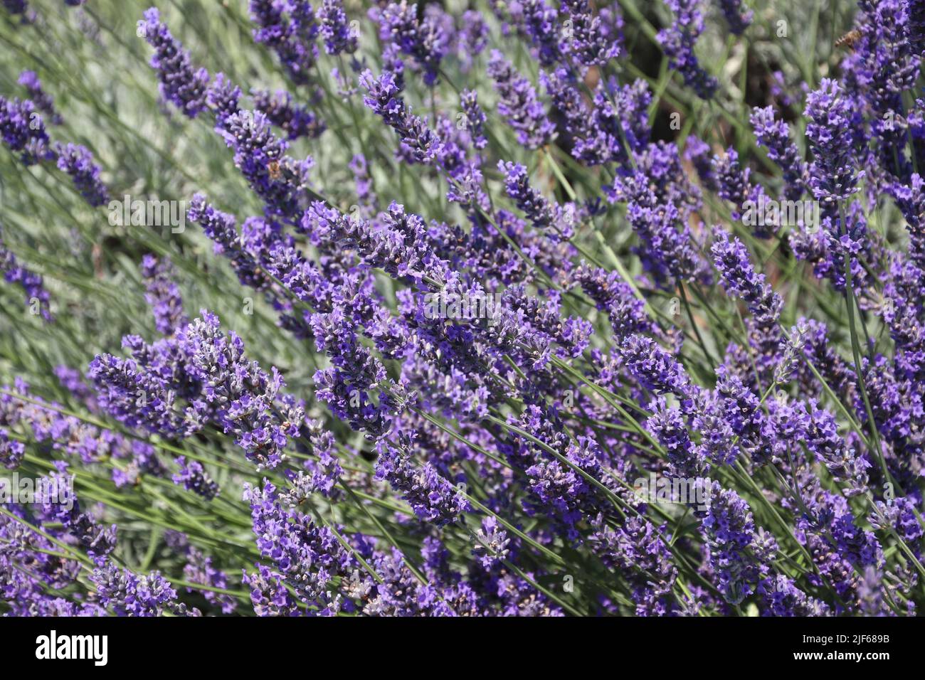 Lavender background. Perennial herb plant in Croatia Stock Photo Alamy