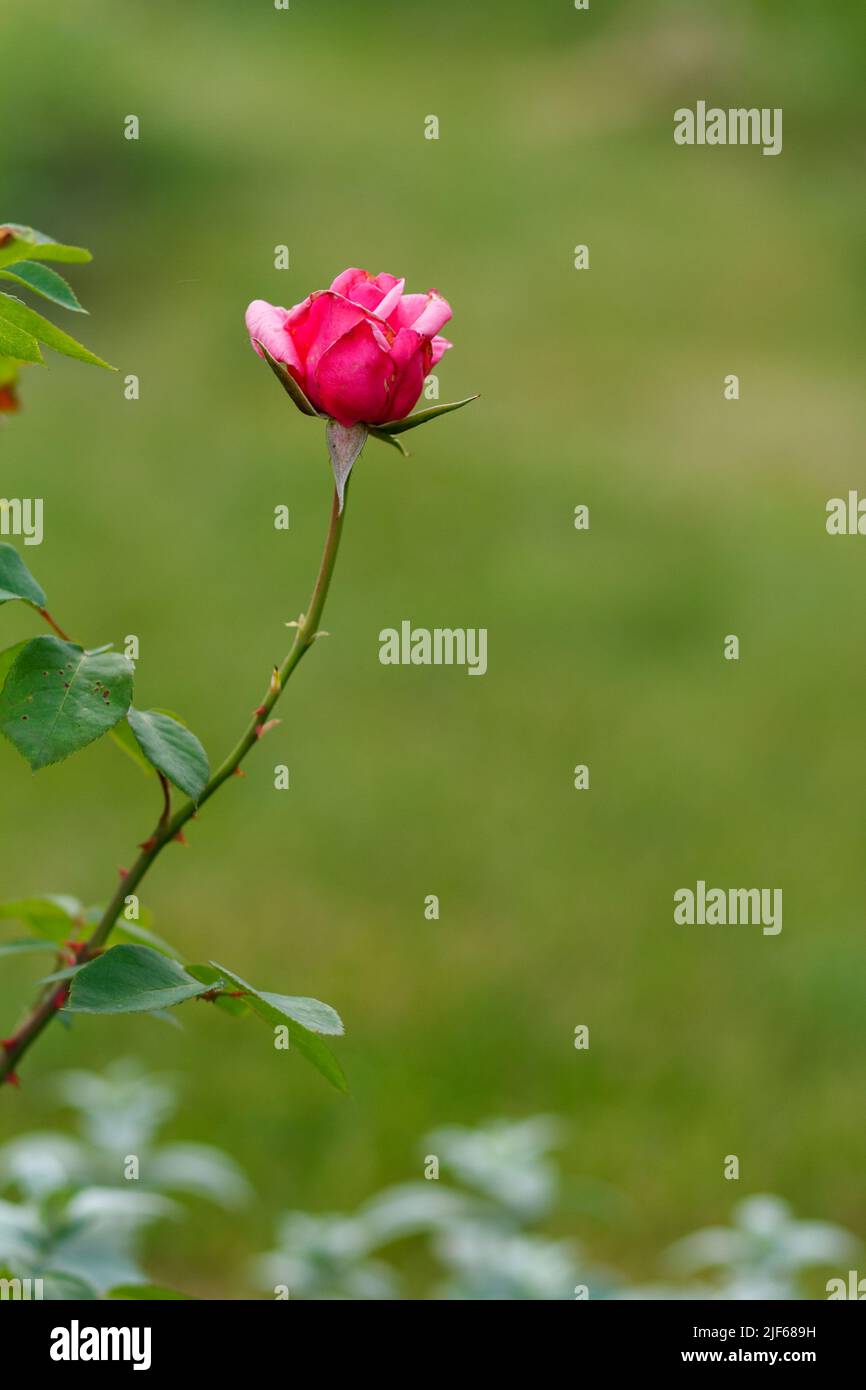 Bud of red rose with blurred green background Stock Photo - Alamy