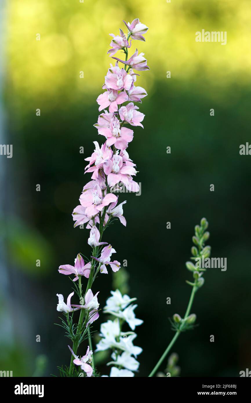 Wild pink flowers of Delphinium Consolida in the garden. Stock Photo