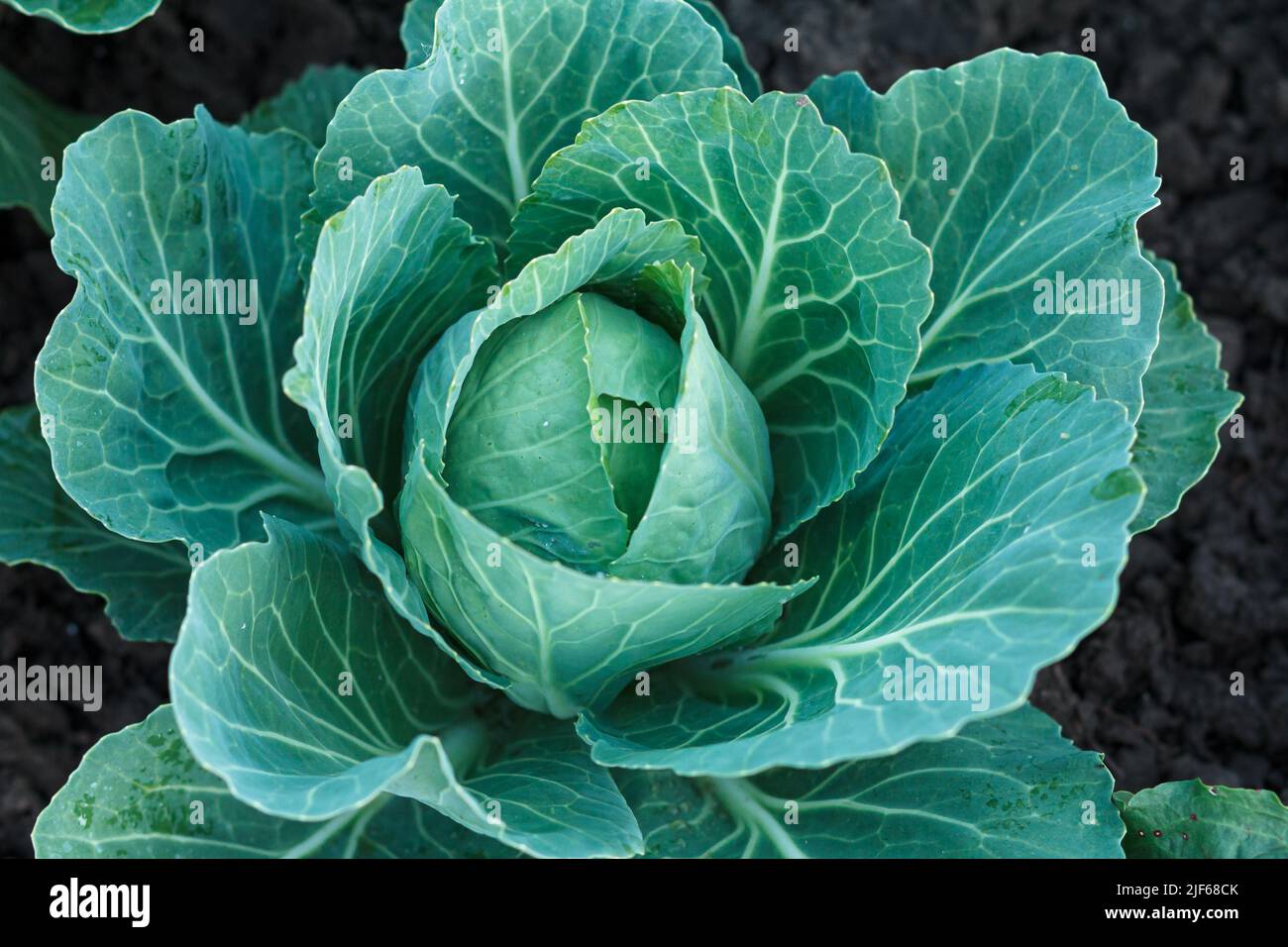 Fresh organic headed cabbage with leaves. Natural and safety food Stock