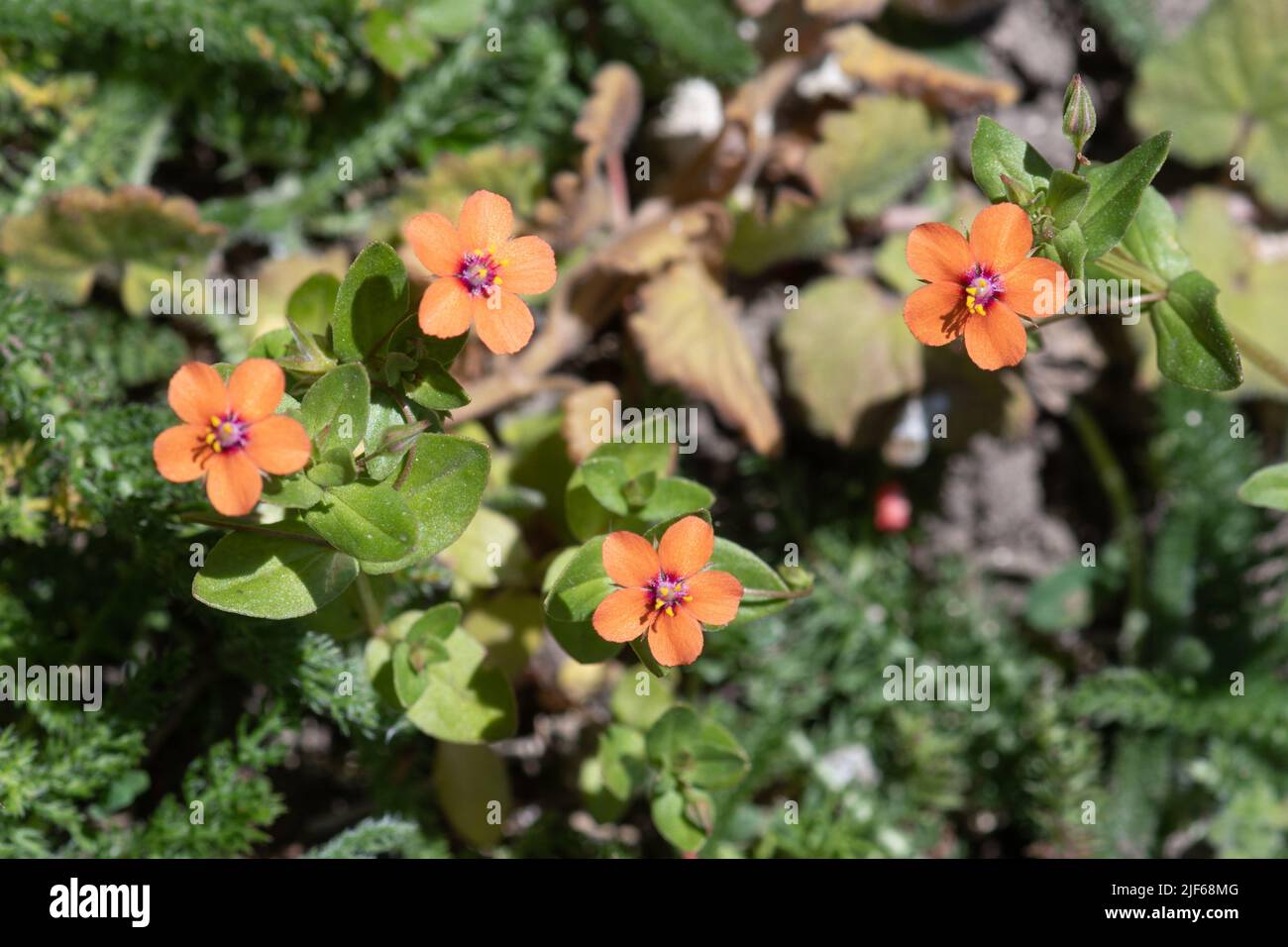 Scarlet pimpernel (Anagallis arvensis), small red wildflowers, an arable weed, flowering in summer, Hampshire, England, UK Stock Photo
