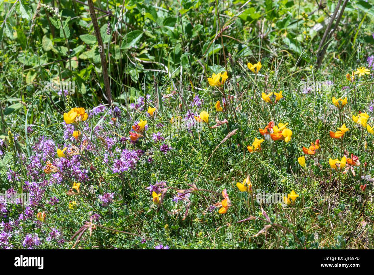 Chalk downland wildflowers including bird's foot trefoil and wild thyme in Queen Elizabeth Country Park, Hampshire, England, UK Stock Photo